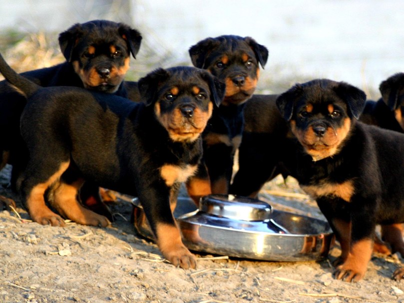 Rottweiler kölykök