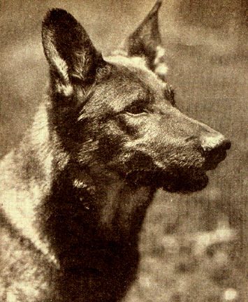 Rin Tin Tin