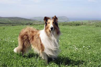 Lassie