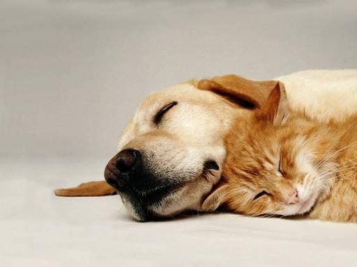 Cat and Dog