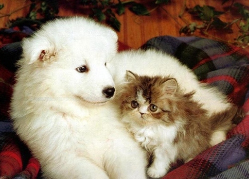 Cat and Dog