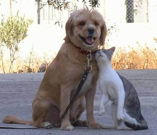 Cat and Dog