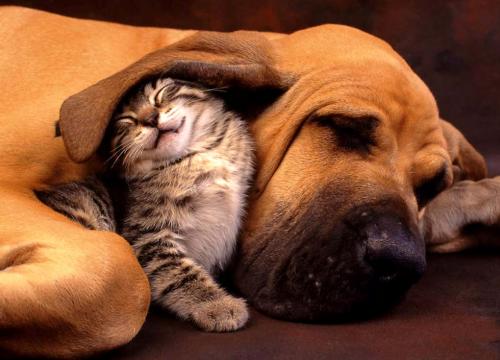 Cat and Dog